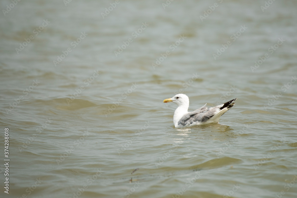 Landscape with waterline and a solitary bird in Danube Delta, Romania, at evening time, summer day Landscape with waterline and a solitary bird in Danube Delta, Romania, at evening time, summer day
