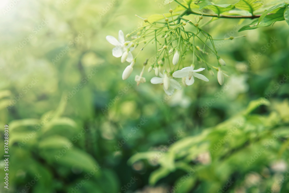 White flowers in the garden and light flare. White flowers in the garden and light flare.