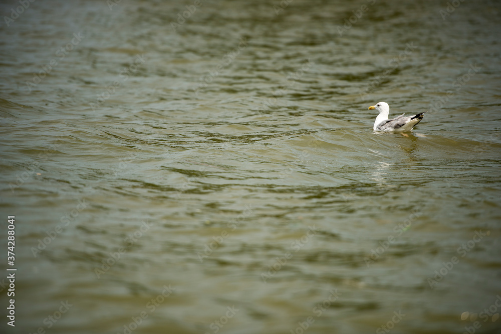 Landscape with waterline and a solitary bird in Danube Delta, Romania, at evening time, summer day Landscape with waterline and a solitary bird in Danube Delta, Romania, at evening time, summer day