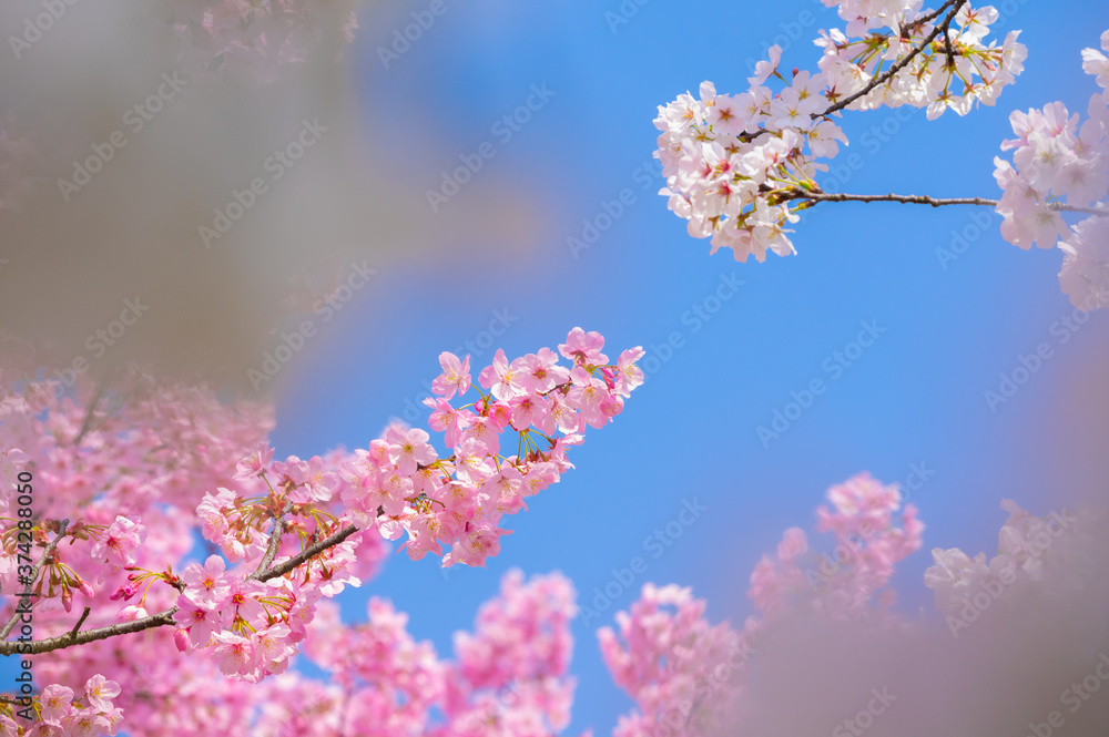 Cherry blossoms in full bloom in Wuhan East Lake Sakura Garden in warm spring Cherry blossoms in full bloom in Wuhan East Lake Sakura Garden in warm spring
