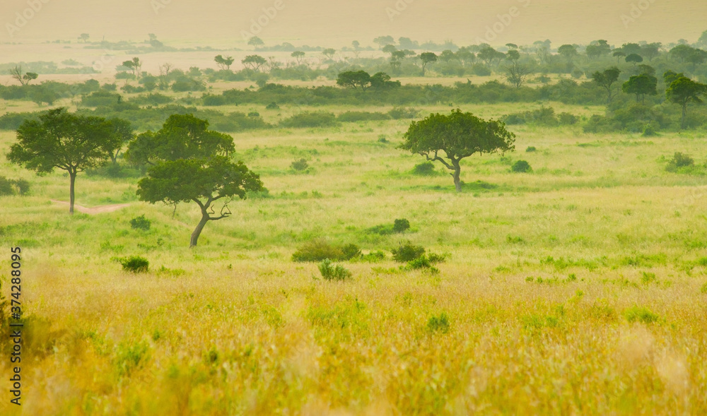 Evening in savanna (landscape), Kenya, Eastern Africa