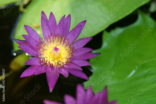 Beautiful water lily in the pond.