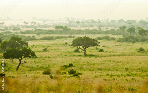 Evening in savanna. Beautiful landscape. Kenya. Eastern Africa