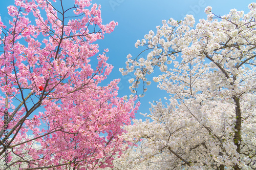 Cherry blossoms in full bloom in Wuhan East Lake Sakura Garden in warm spring