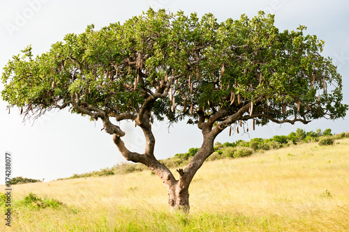 Kigelia africana (sausage tree). Kenya. Africa