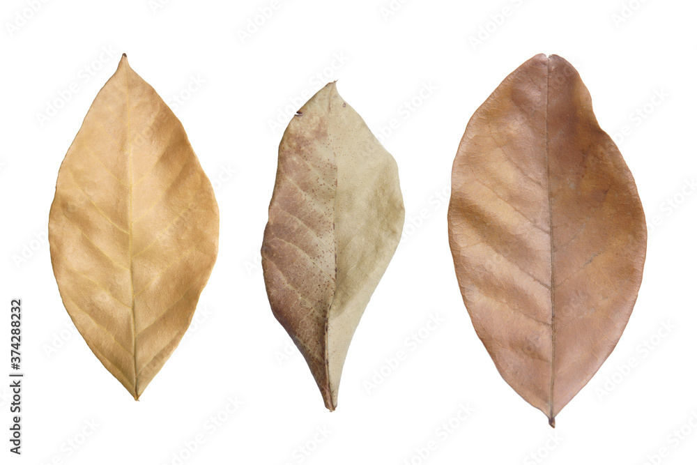 Leaf isolate on white background.