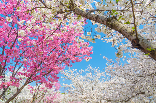 Wallpaper Mural Cherry blossoms in full bloom in Wuhan East Lake Sakura Garden in warm spring Torontodigital.ca