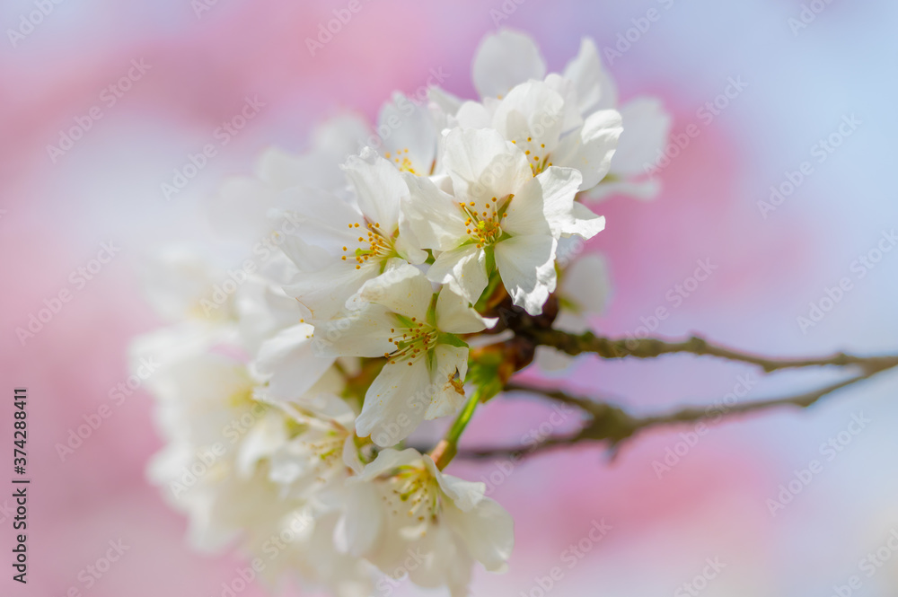 Cherry blossoms in full bloom in Wuhan East Lake Sakura Garden in warm spring Cherry blossoms in full bloom in Wuhan East Lake Sakura Garden in warm spring