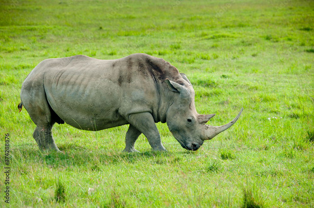 Obraz premium A rhino, Kenya