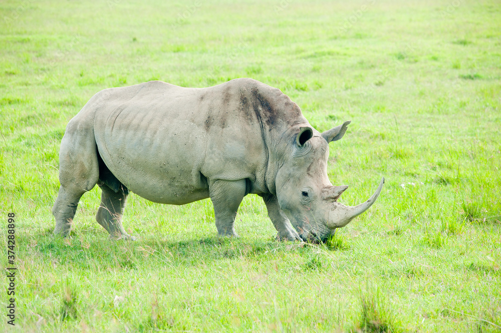 A rhino, Kenya A rhino, Kenya