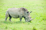 A rhino, Kenya