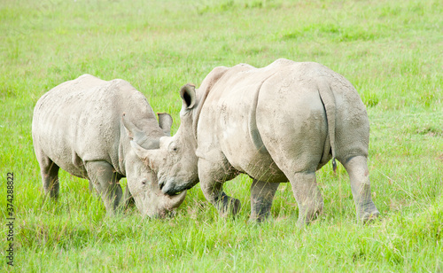 Two rhinos in wild nature  Kenya  Africa
