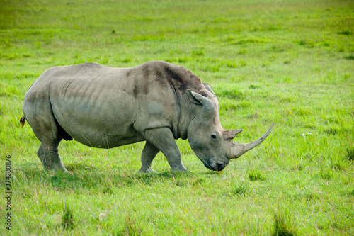 A rhino  Kenya