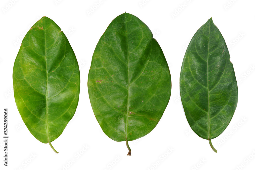 Obraz premium leaf isolate on white background.