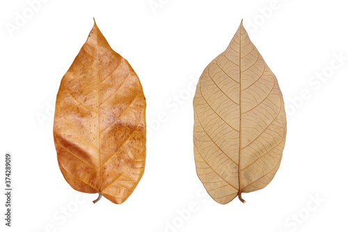 leaf isolate on white background.