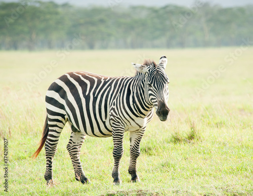 Zebra in wild nature  Kenya  Africa