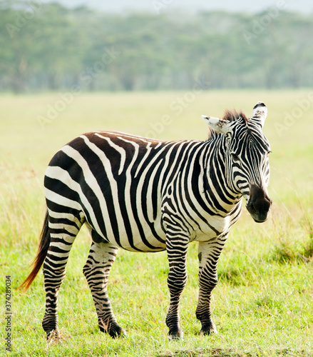 Zebra  Kenya  Africa