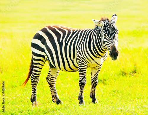 Zebra  Kenya