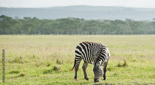 Zebra in wild nature. Kenya. Africa