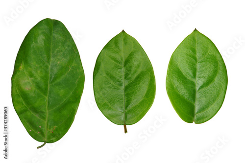 leaf isolate on white background.