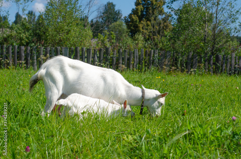 White goat and a small kid graze in a field of green grass. Bright sunny summer day. Domestic animals, farm, goat's milk. Animal protection. Selective focus. Copy space. White goat and a small kid graze in a field of green grass. Bright sunny summer day. Domestic animals, farm, goat's milk. Animal protection. Selective focus. Copy space.