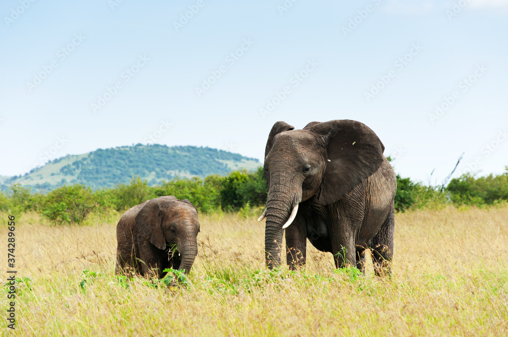 Fototapeta premium Elephant and its calf, Kenya, Africa