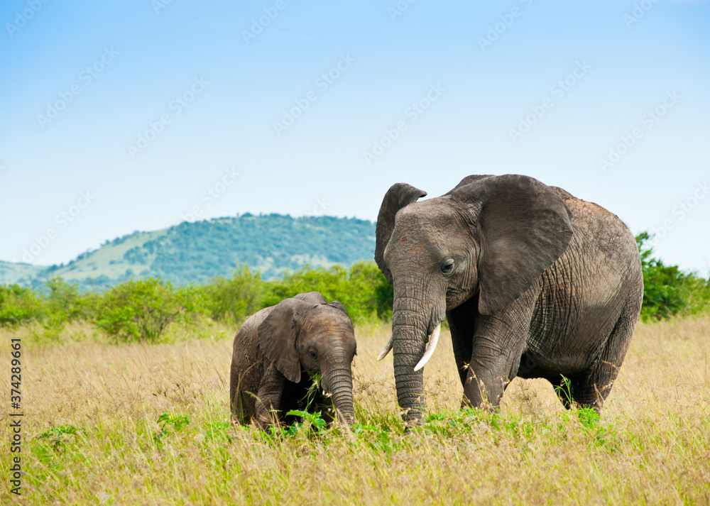 African elephant and its baby. Wild nature. Kenya. Africa