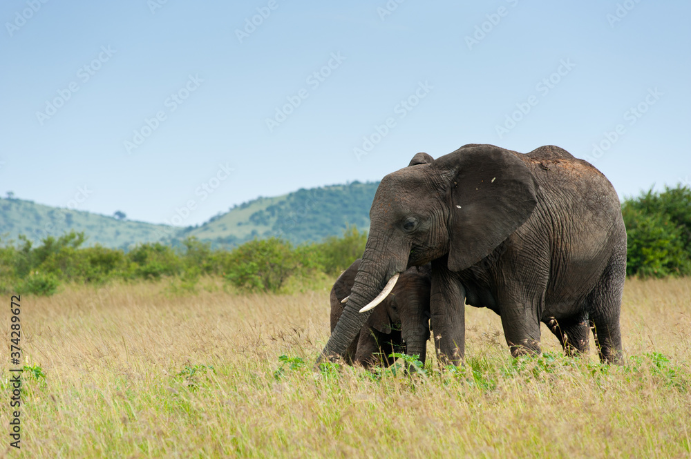 Elephant and its calf, Kenya, Africa