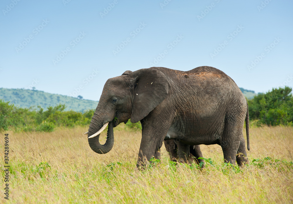 Obraz premium elephant, Kenya