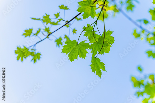 large green leaves on tree branches, view from below, selective focus, blurry background