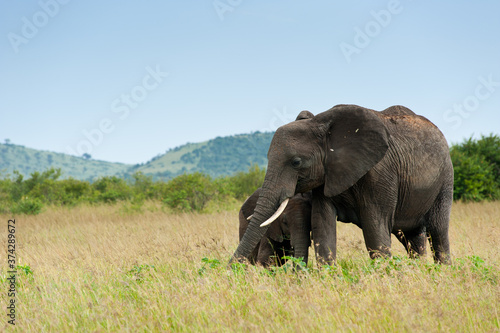 Elephant and its calf  Kenya  Africa