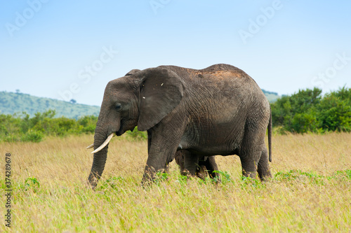 Elephant  Kenya  Africa
