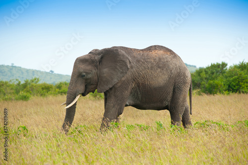 Elephant in savanna  Kenya  Africa