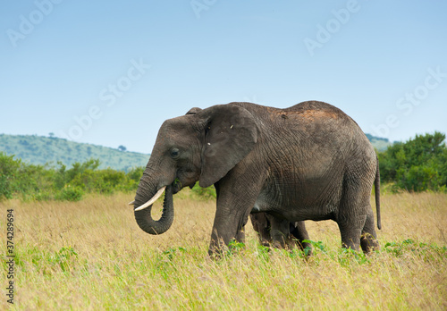 elephant  Kenya