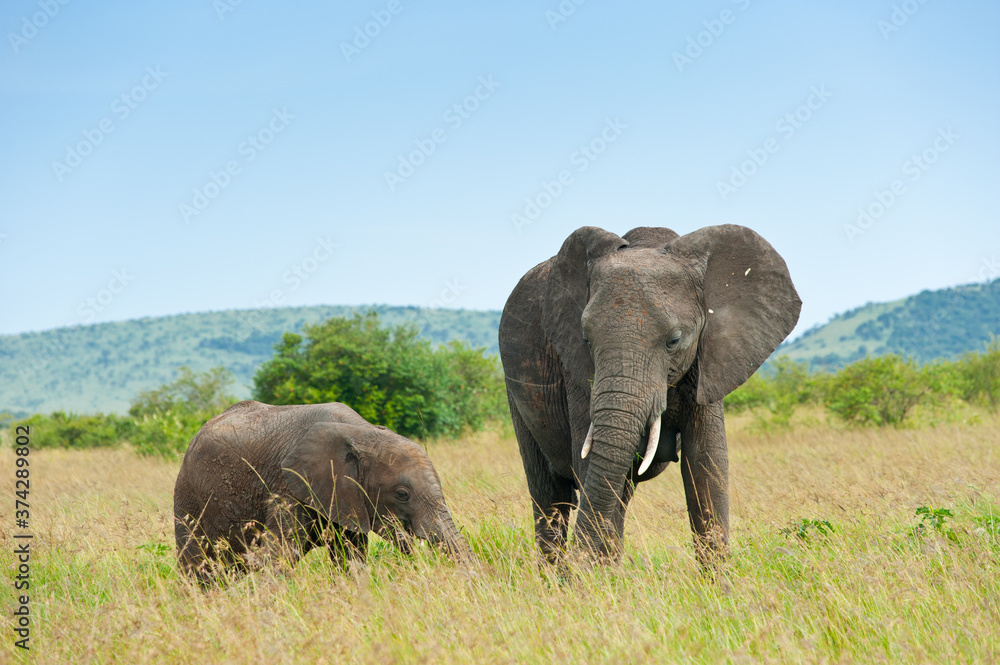 African elephants. Wild nature. Kenya. Africa