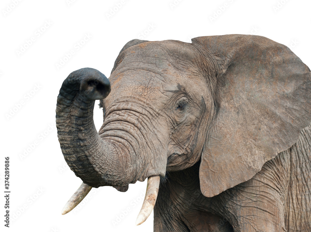 Obraz słoń, na białym tle