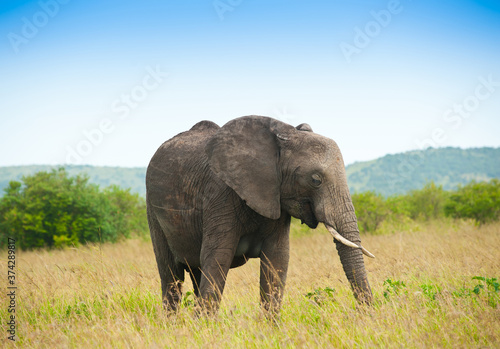 Elephant in savanna  Kenya  Africa