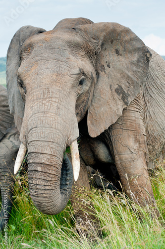 elephant  Kenya  Africa