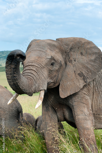 elephant, Kenya, Africa