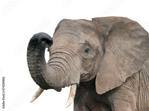 elephant  isolated on white background