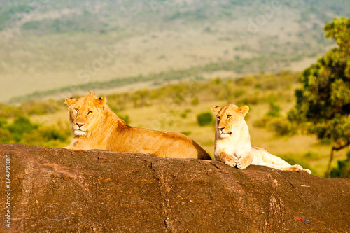A lion and a lioness in wild nature, Kenya. Africa