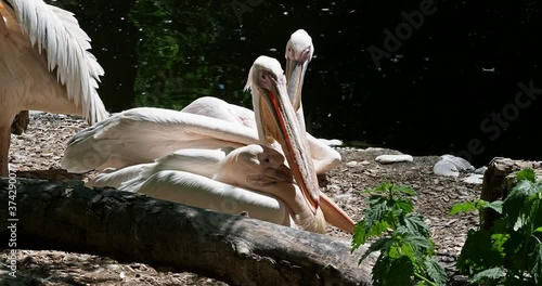 The Great White Pelican, Pelecanus onocrotalus also known as the rosy pelican is a bird in the pelican family.