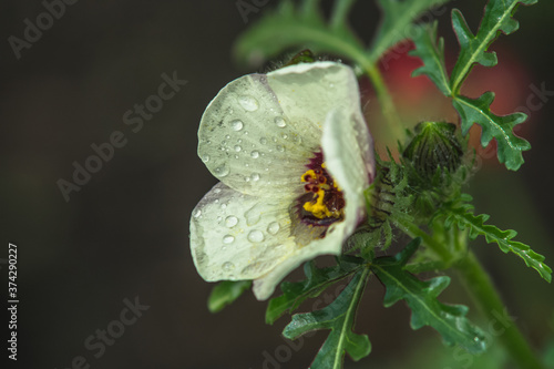 white flower with dew drops