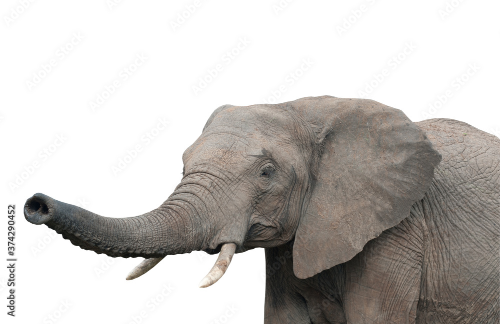 Obraz premium elephant, isolated on white background