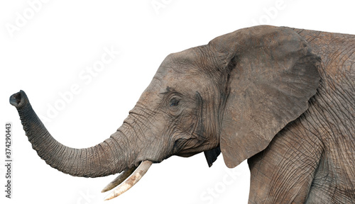 An elephants, isolated on white background