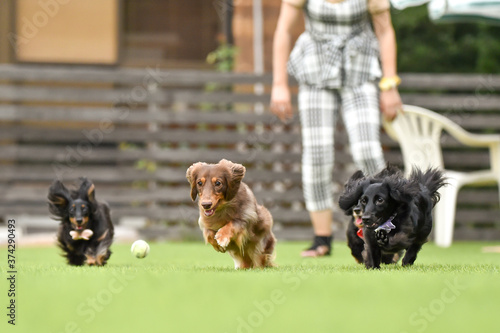 ドッグランで遊ぶミニチュアダックスフンド