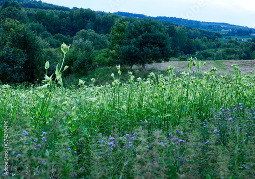 Wieczorne łąki z kwitnącym Ostrożeniem warzywnym (Cirsium oleraceum ) photo