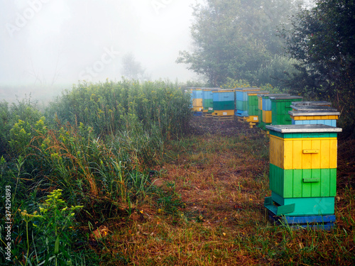 Pasieka z pszczołami wystawiona na leśnej polanie wśród kwitnącej nawłoci kanadyjskiej