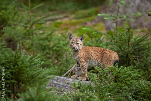 Eurasian lynx, hiding in the forest. Cute lynx living in the wood. Small lynx check surroundings. Rare predator in European nature 