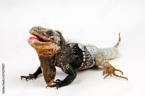 black-chested spiny-tailed iguana - Schwarzbrust-Schwarzleguan (Ctenosaura melanosterna) photo